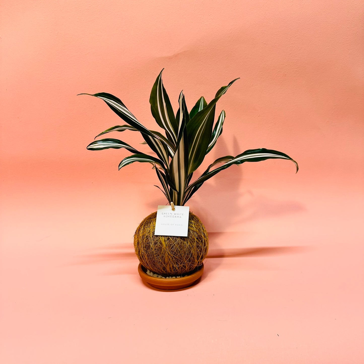 Green White Kokedama
