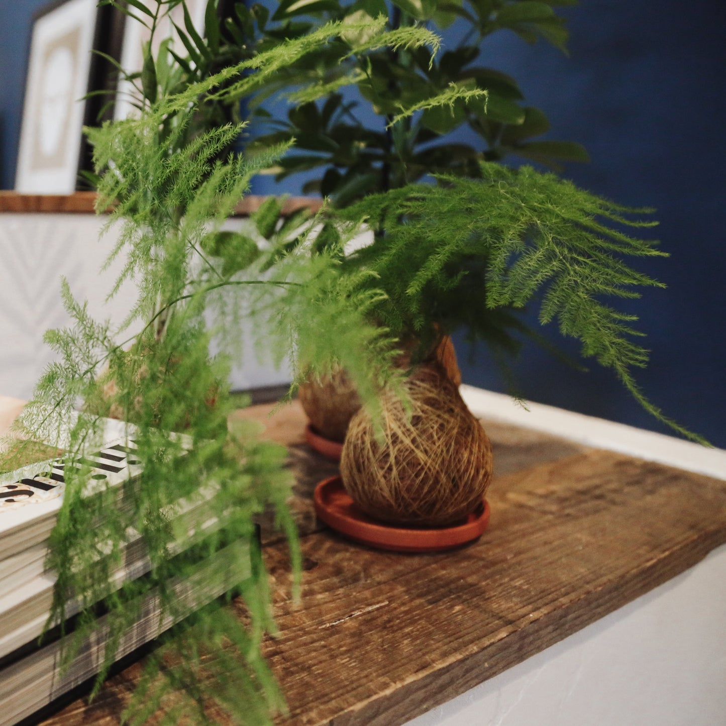 Fluffy Duffy Asparagus House of Koko Kokedama Kopen
