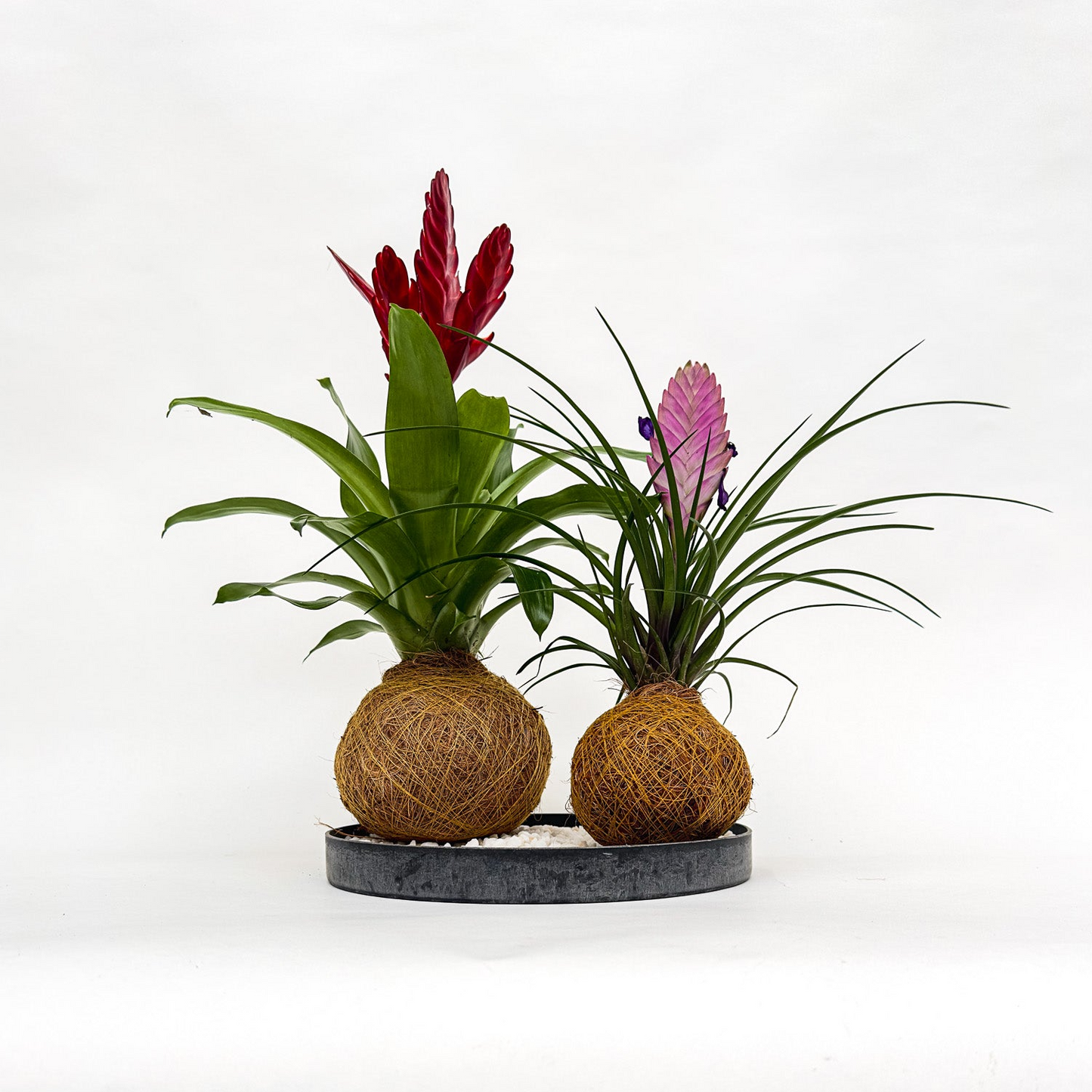 House of Koko Cadeaubon
