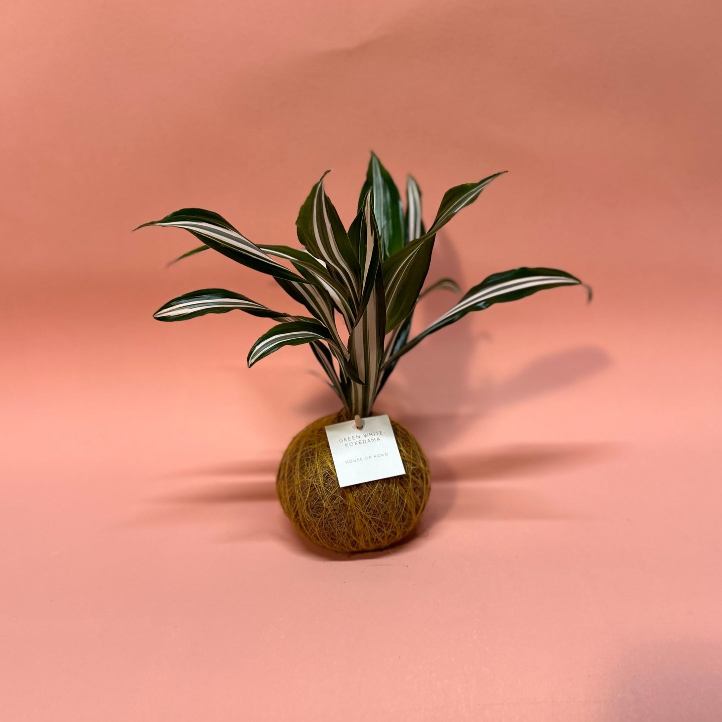 House of Koko - Green White Dracaena Kokedama Den Haag bestel nu