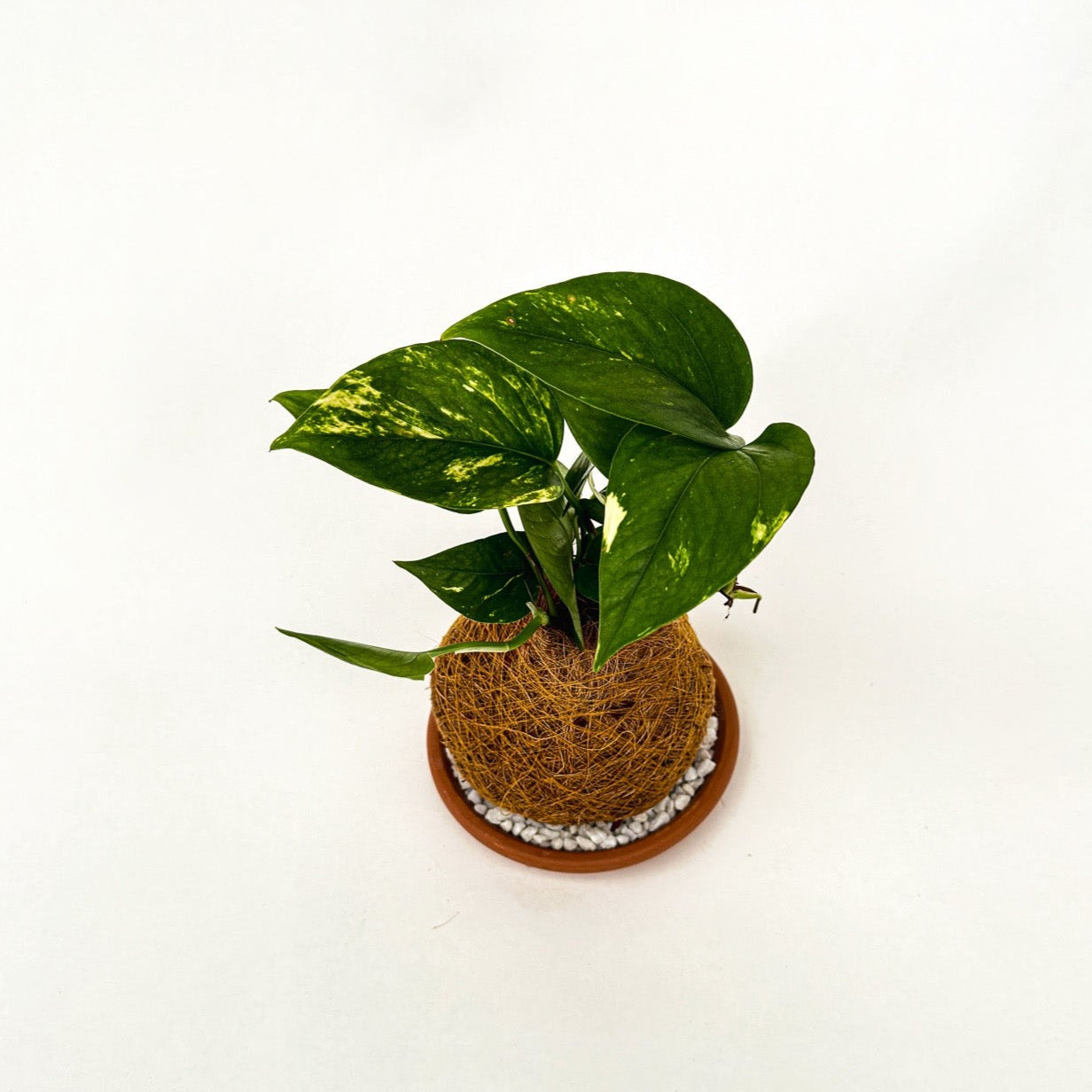 Philly Kokedama