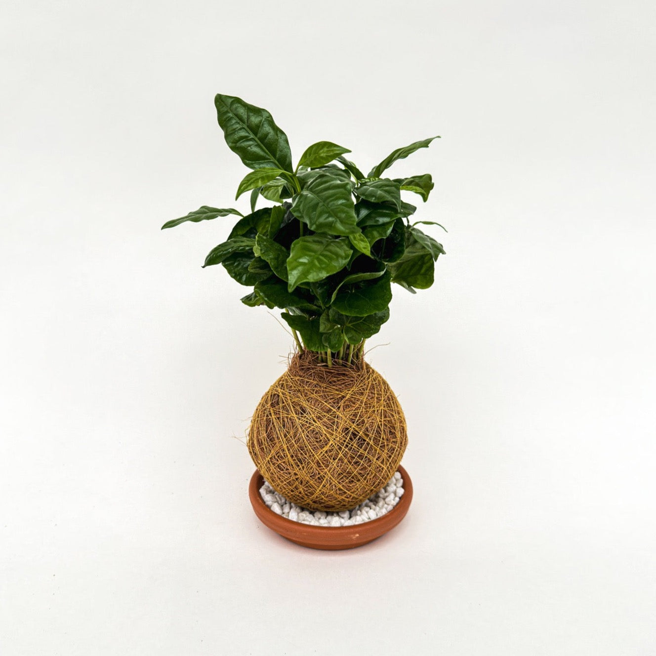 Koffieplantje Kokedama