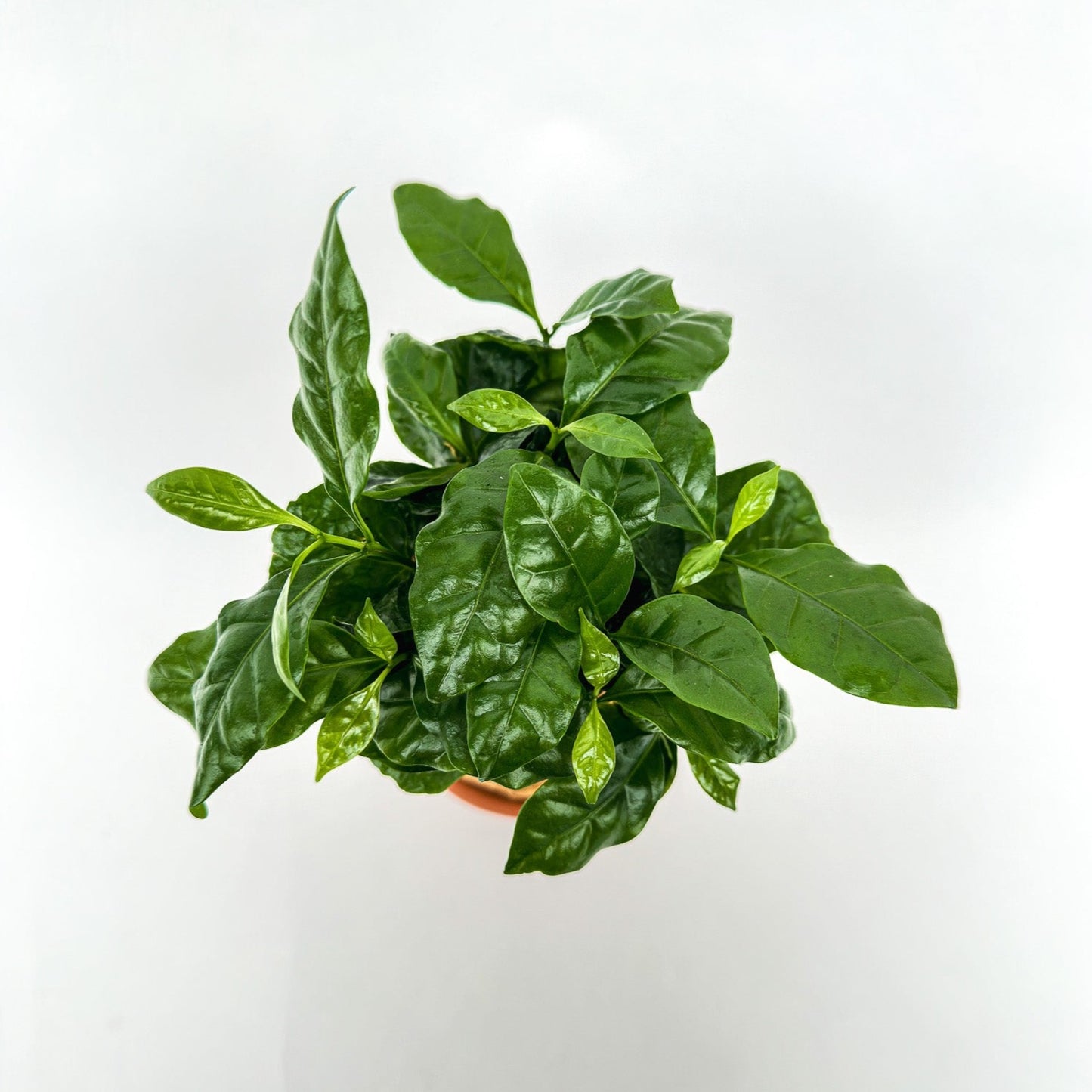 Koffieplantje Kokedama