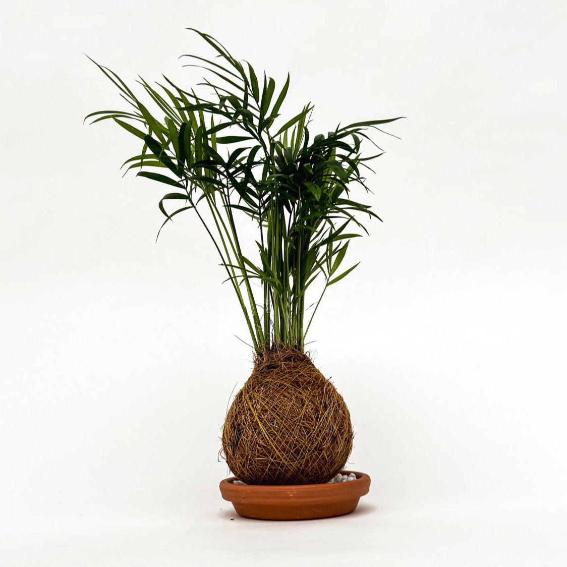 Palmpje Kokedama