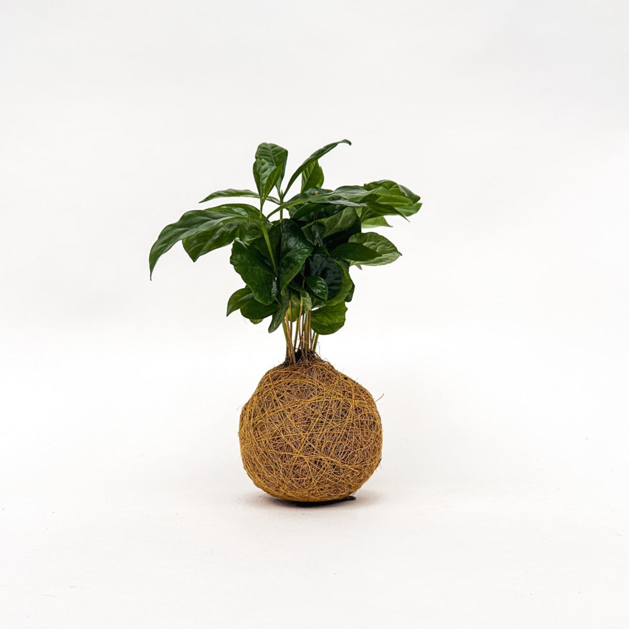 Koffieplantje Kokedama