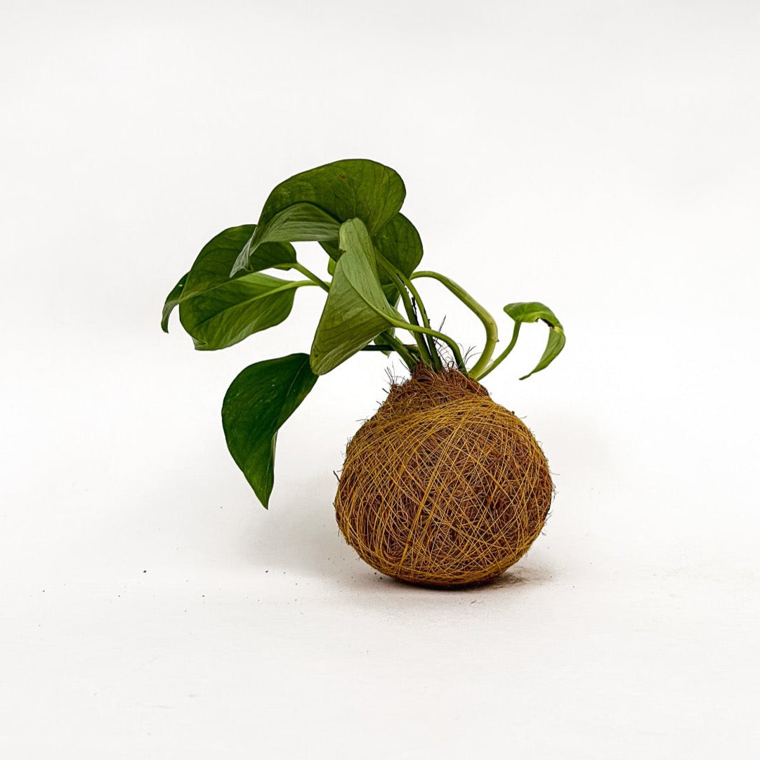 Philly Kokedama
