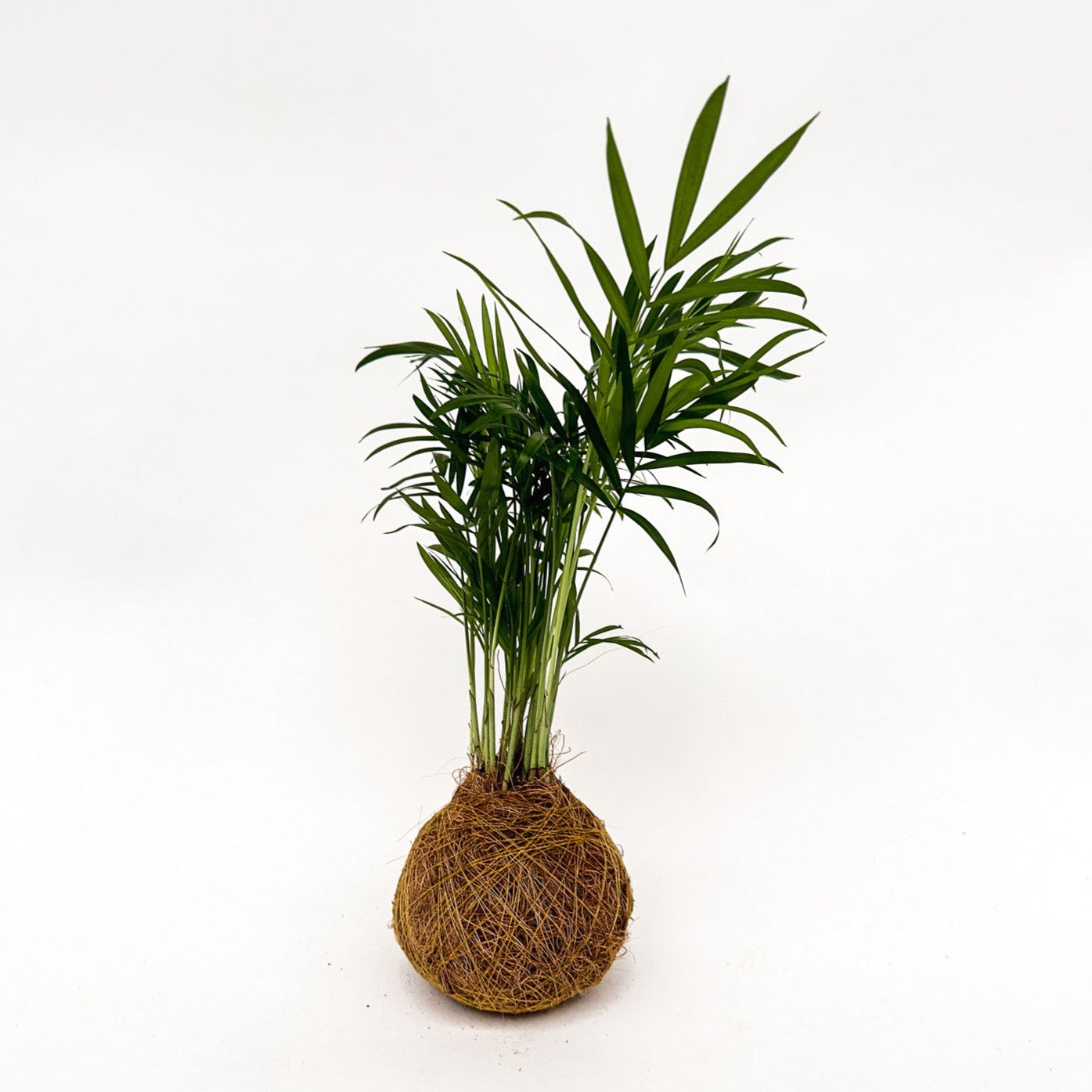 Palmpje Kokedama