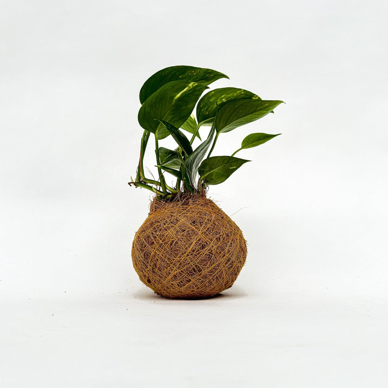 Philly Kokedama