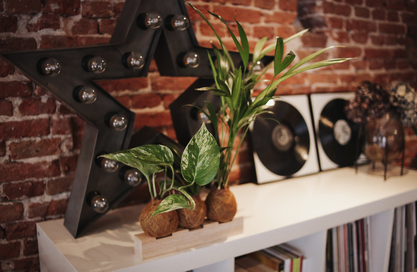 House of Koko - Philly Epipremnum Kokedama Den Haag bestel nu