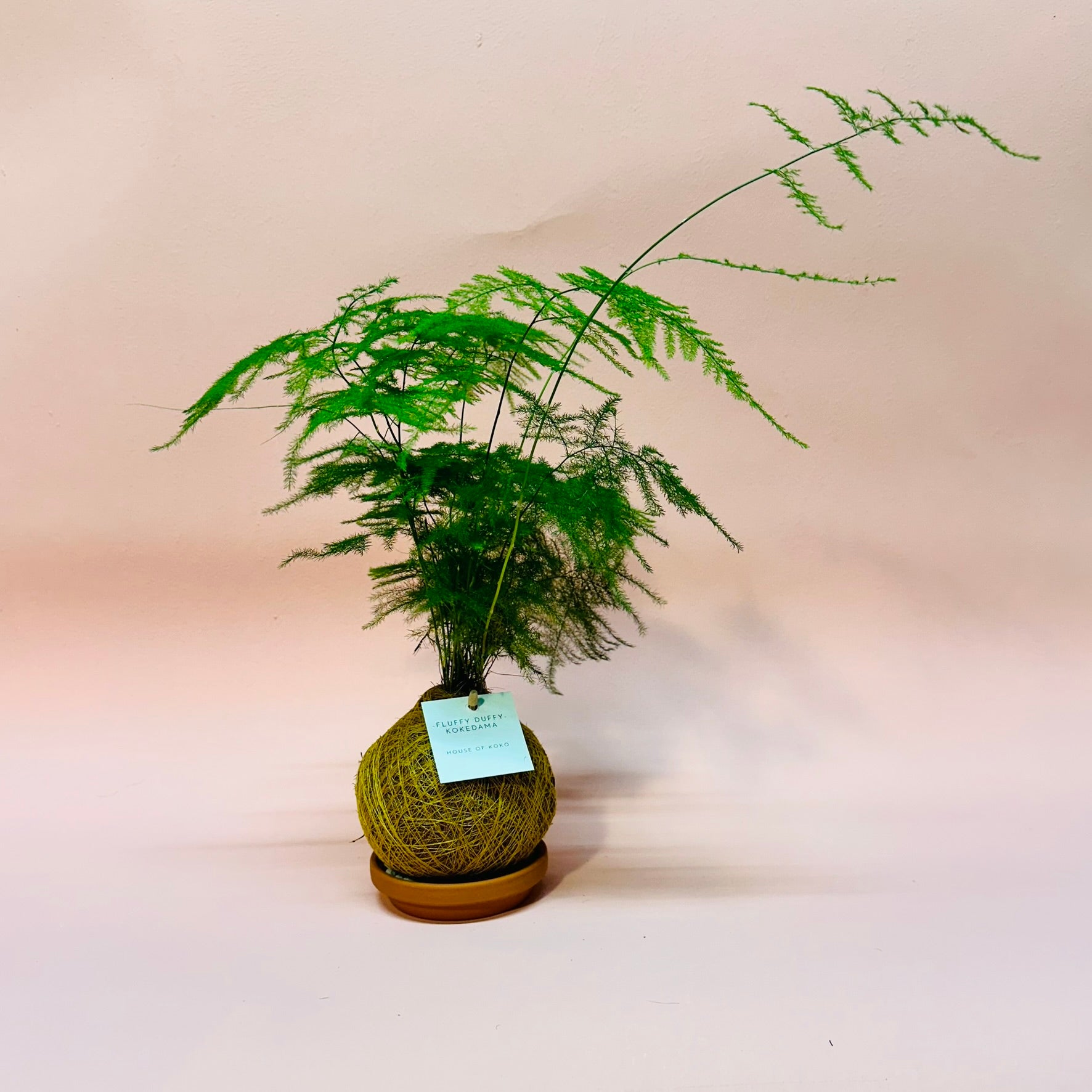 kokedama farn House of Koko
