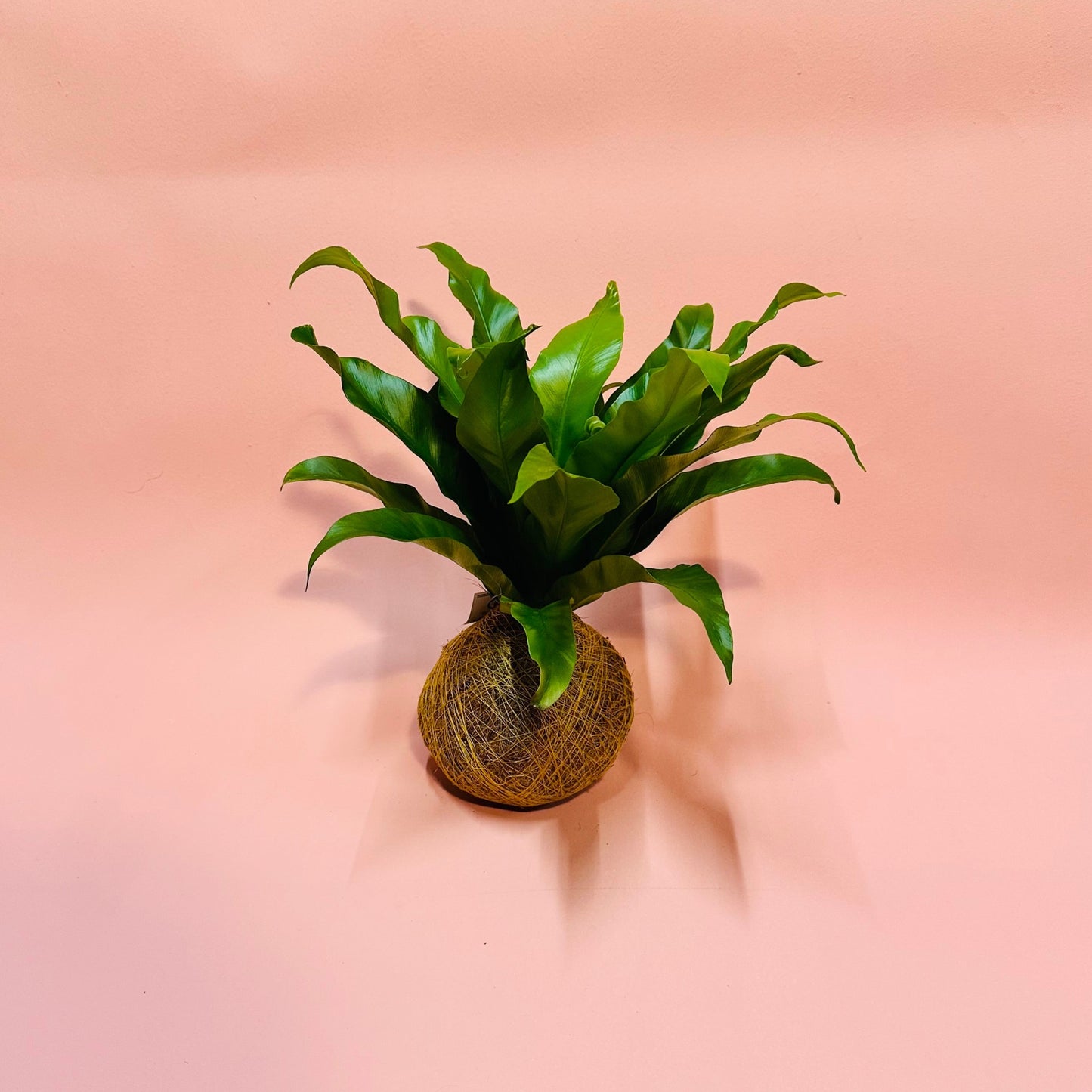 Varentje Kokedama