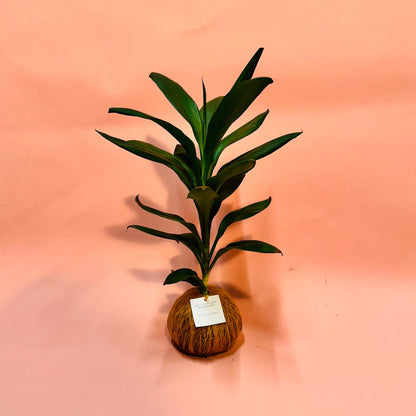 Geluksplant Kokedama