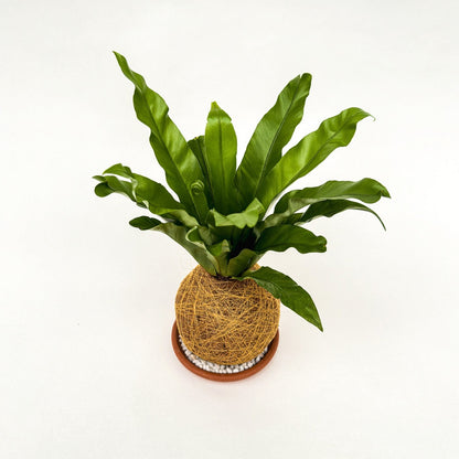 Varentje Kokedama