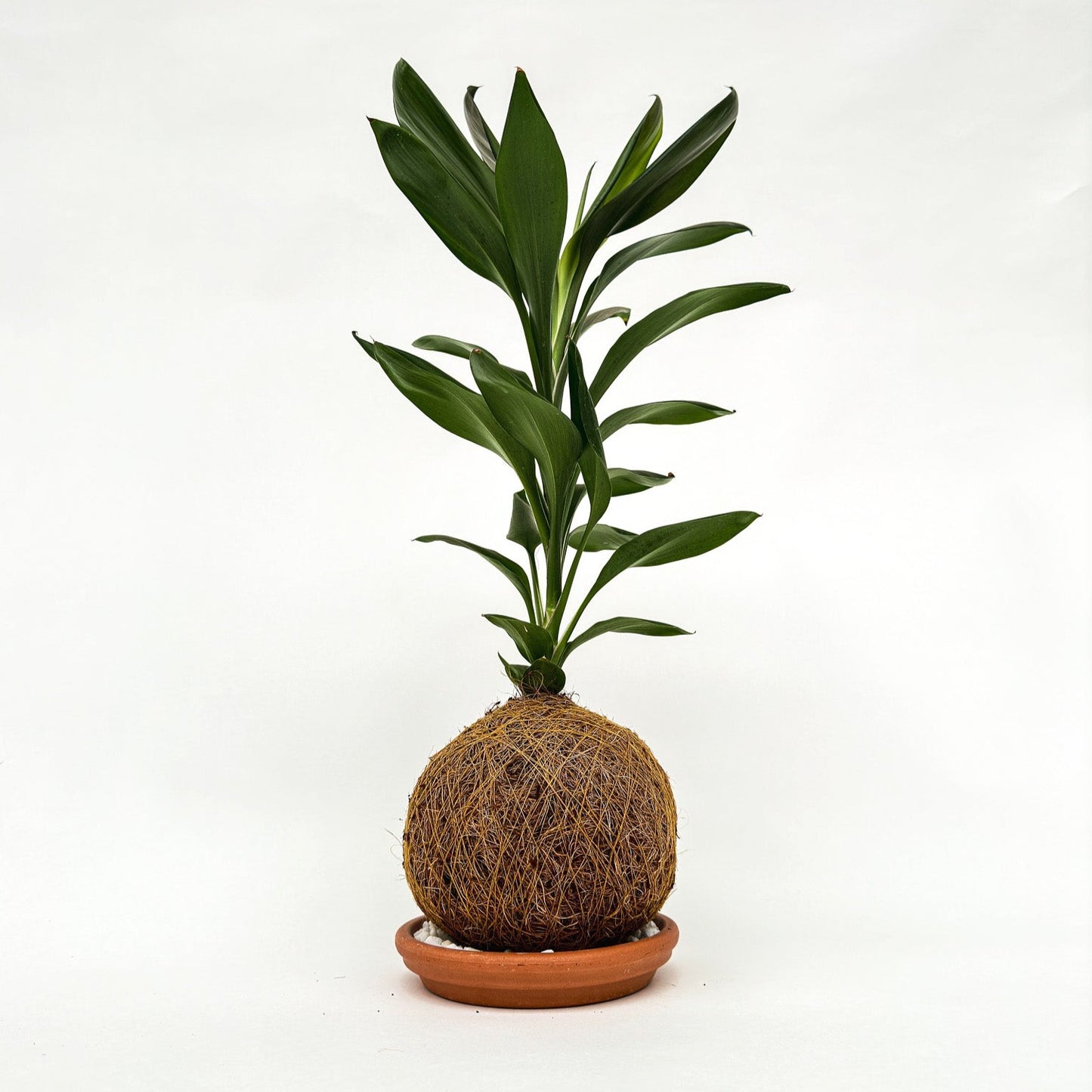 Geluksplant Kokedama