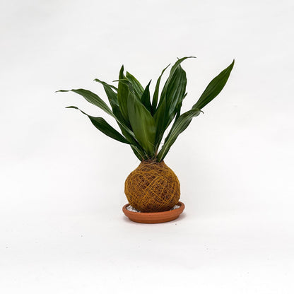 Green Jewel Kokedama