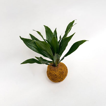 Green Jewel Kokedama