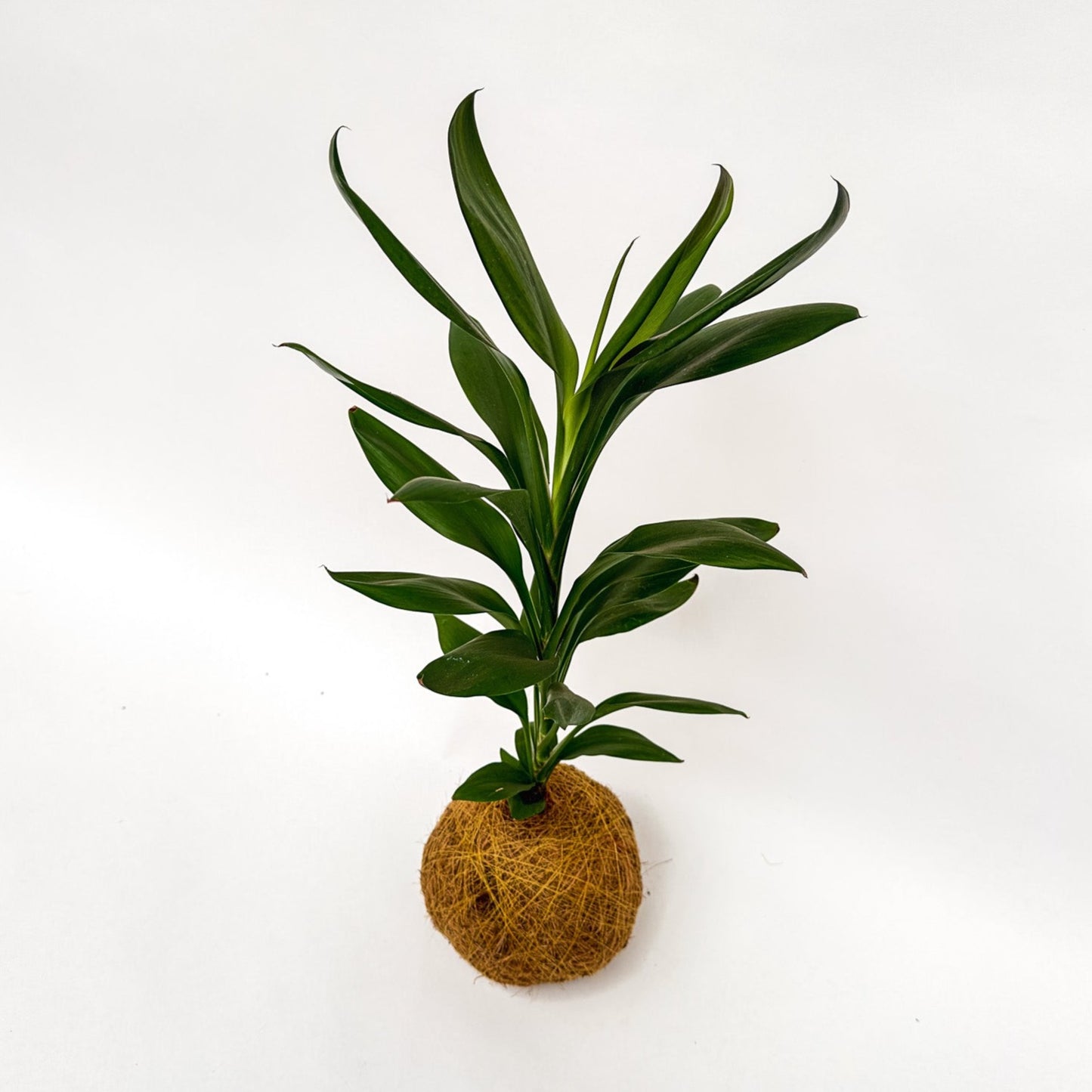 Geluksplant Kokedama