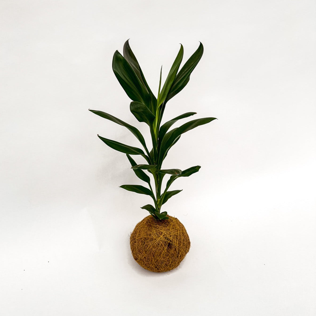 Geluksplant Kokedama