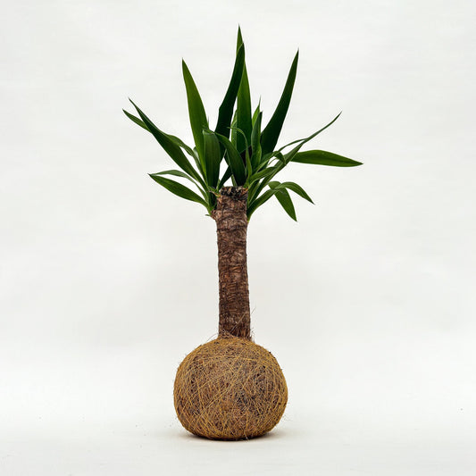 Yucca Kokedama