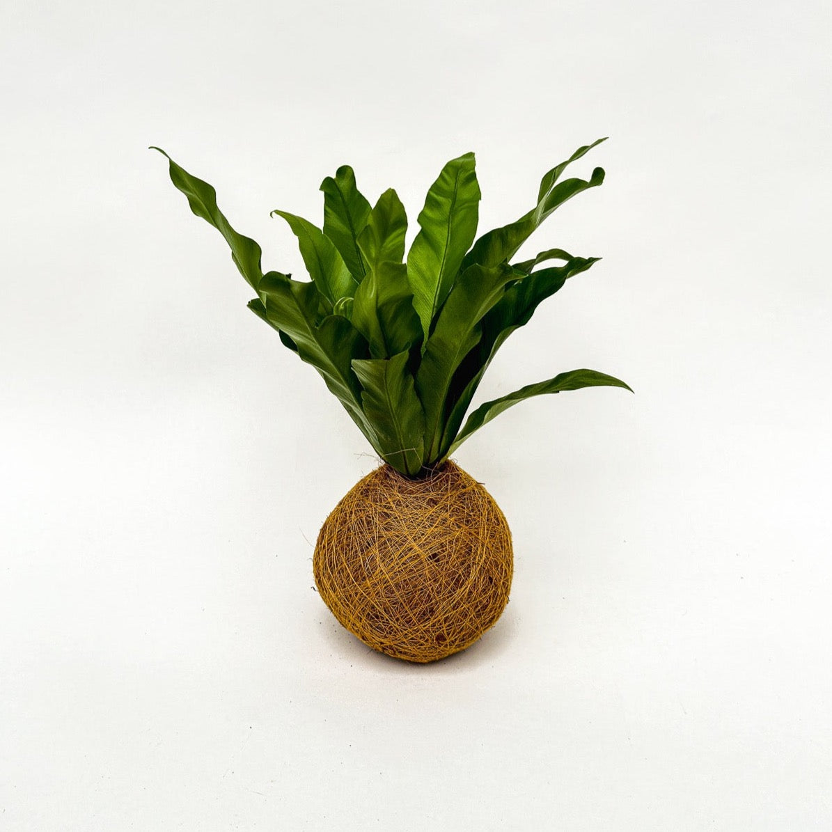 Varentje Kokedama