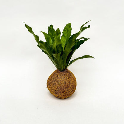 Varentje Kokedama