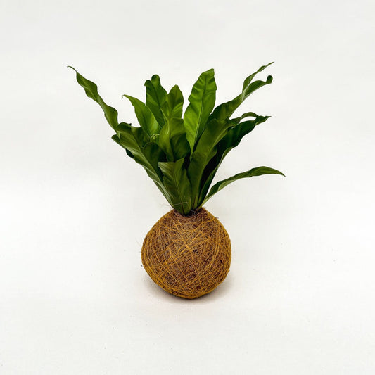 Varentje Kokedama