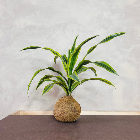 Zakelijke geschenk Dracaena Lemon Lime