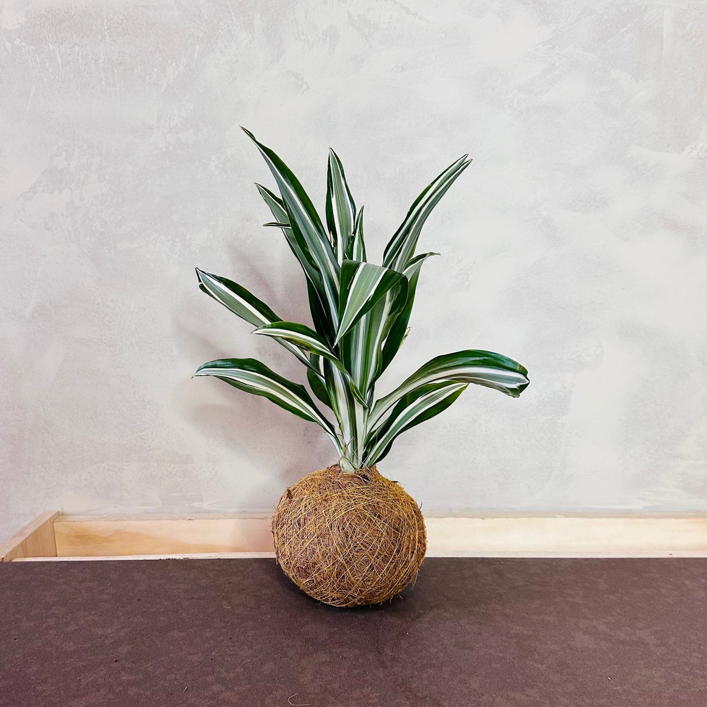 Zakelijk geschenk Dracaena Green White